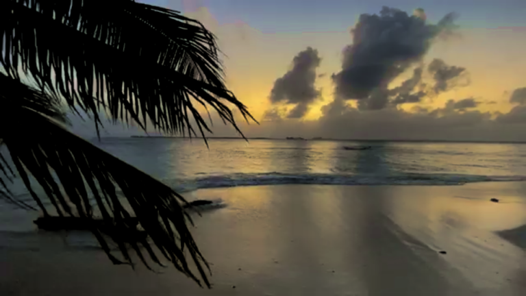 San Blas Islands Tours from Panama City: San Blas Islands Panama beach with palm trees and crystal-clear water
